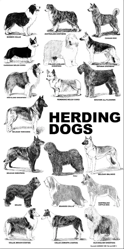 Breed Posters - Herding Dogs (18" x 36")