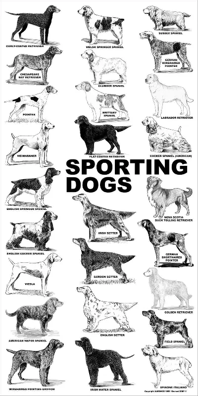 Breed Posters - Sporting Dogs (18" x 36")