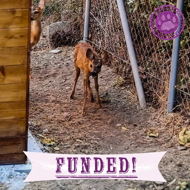 Funded: Orphaned Baby Deer Needs Specialized Care to Grow